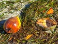 Fresh coconut and husk washed up on the shore in the sand and sea weed