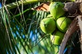 Fresh coconut on the tree, coconut cluster on coconut tree and blue sky Royalty Free Stock Photo