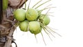 Fresh coconut on the tree, coconut cluster on coconut tree isolated on white background Royalty Free Stock Photo