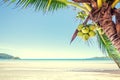 Fresh coconut on the tree, coconut cluster on coconut tree Royalty Free Stock Photo