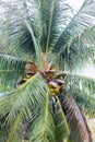 fresh coconut on the tree, coconut cluster on coconut tree in the garden Royalty Free Stock Photo