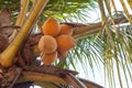 Fresh coconut on the tree, coconut cluster on coconut tree Royalty Free Stock Photo