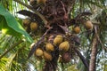 fresh coconut on the tree, coconut cluster on coconut tree Royalty Free Stock Photo