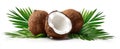The fresh coconuts beautifully arranged with green palm leaves..AI generated image Royalty Free Stock Photo