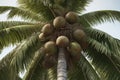 Fresh Coconuts grow on the palm sunlight