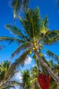 Fresh coconuts growing on palm tree with hanging heart shape artwork decor Royalty Free Stock Photo