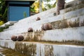 Fresh Coconuts lie on the steps of a staircase in the yard.