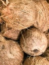 Fresh Coconuts for Sale at a Local Grocery Store Royalty Free Stock Photo