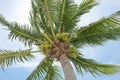 Fresh Coconuts Royalty Free Stock Photo