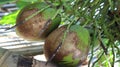 fresh coconuts on a tree Royalty Free Stock Photo