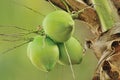 Fresh coconuts on tree isolate on green background