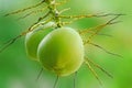 Fresh coconuts on tree isolate on green background