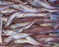 Fresh cod fish (bacala) for sale Royalty Free Stock Photo
