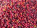 Fresh coffee beans Royalty Free Stock Photo