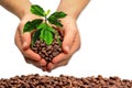 Fresh coffee beans, coffee plant Royalty Free Stock Photo