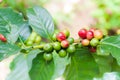 Fresh coffee beans in coffee plants tree Royalty Free Stock Photo