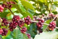 Fresh coffee beans in plants tree Royalty Free Stock Photo