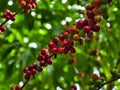 Fresh coffee beans ripening into red berries on a Coffea arabica tree branch Royalty Free Stock Photo