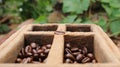 Fresh coffee beans in teak wood boxes Royalty Free Stock Photo