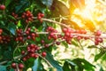 fresh coffee beans on tree in farm Royalty Free Stock Photo