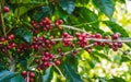 Fresh coffee beans are on the trees at the farm ready harves