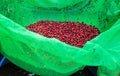 Fresh coffee beans washing wet process.natural Royalty Free Stock Photo