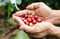 Fresh coffee berries in hands Royalty Free Stock Photo