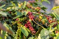 fresh coffee cherry on the coffee tree Royalty Free Stock Photo