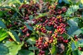 fresh coffee cherry on the coffee tree Royalty Free Stock Photo