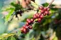 fresh coffee cherry on the coffee tree Royalty Free Stock Photo