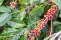 fresh coffee cherry on the coffee tree Royalty Free Stock Photo