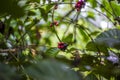 Fresh coffee fruit that is still in the tree Royalty Free Stock Photo