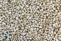 Fresh coffee grains drying under the sun Royalty Free Stock Photo