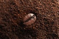 Fresh coffee grounds and roasted bean Royalty Free Stock Photo