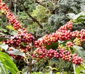 Fresh coffee growing in Boquete Panama. Best coffee in the world