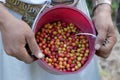 Fresh coffee harvested by Yemeni farmer. Royalty Free Stock Photo