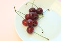 Fresh cold red cherries on white plate on powder pink background close-up. Copy space, minimalistic style Royalty Free Stock Photo