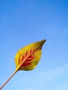 A fresh coleus leaf on a blue background