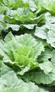 Fresh collard green in the garden