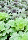 Fresh collard green in the garden