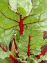 Fresh Collard Greens