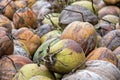 Fresh collected coconut close up detail in Bali