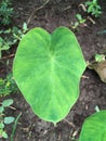 Fresh colocasia esculenta leaves