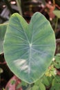 Fresh colocasia esculenta leaves