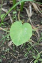 Fresh colocasia esculenta leaves