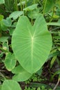 Fresh colocasia esculenta leaves