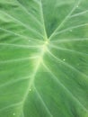 Fresh colocasia esculenta leaves texture