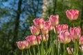 Fresh colorful blooming pink and orange tulips in the spring garden Royalty Free Stock Photo
