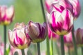 Fresh colorful blooming pink tulips in the spring garden Royalty Free Stock Photo