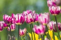 Fresh colorful blooming pink tulips in the spring garden Royalty Free Stock Photo